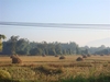 รูปย่อ ที่ดินเหมาะปลูกปาล์มและยางพารา(Suitable land planted palm and rubber) รูปที่2