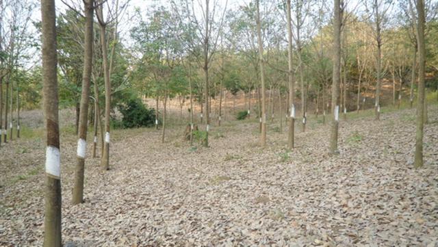 สวนยางโตแล้วอีสาน(Clone adult northeast) รูปที่ 4