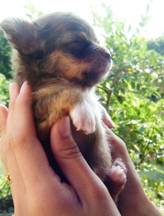 น้องชิวาวาขนยาวเพศเมีย สีช็อค มีถุงเท้า 4 แต้มคิ้ว แก้ม หัวใหญ่ตัวสั้น รูปที่ 4