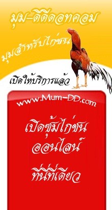 ลงประกาศซื้อขายไก่ชนฟรี ไก่ชน เปิดซุ้มออนไลน์ ขายไก่ชนออนไลน์ที่นี่ รูปที่ 1