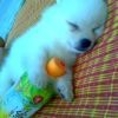 ขายลูกสุนัขพันเจแปนสปิท