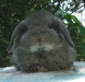รูปย่อ กระต่าย Holland Lop สวยๆ พร้อมใบเพดจาก ChiCheeBunny จ้า รูปที่4