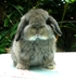 รูปย่อ กระต่าย Holland Lop สวยๆ พร้อมใบเพดจาก ChiCheeBunny จ้า รูปที่3