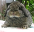 กระต่าย Holland Lop สวยๆ พร้อมใบเพดจาก ChiCheeBunny จ้า
