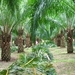 รูปย่อ ขายต้นปาล์มน้ำมัน พันธุ์เทเนอร่า (Tenera) อายุ 6-7 ปี รูปที่1