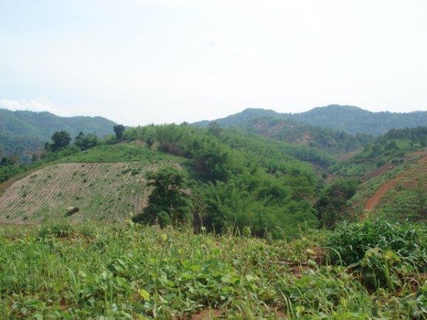 ที่ดินเชียงรายสวยหลายแปลง(Chiang Rai several land conversion)  รูปที่ 4