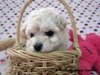 รูปย่อ พุดเดิ้ลทอยสีขาวแท้ๆ poodle toy หน้าหวานแบบตุ๊กตา จาก N familypooch kennel รูปที่4