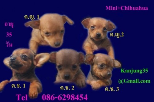 Chihuahua+Minipin รูปที่ 1