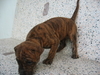 รูปย่อ ขายลูกสุนัขไทยหลังอานสีสวาด/กลีบบัว/ลายเสือ/แดงมะขาม/สีดำ ที่ 0850-829829 รูปที่6