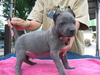 รูปย่อ ขายลูกสุนัขไทยหลังอานสีสวาด/กลีบบัว/ลายเสือ/แดงมะขาม/สีดำ ที่ 0850-829829 รูปที่5