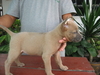 รูปย่อ ขายลูกสุนัขไทยหลังอานสีสวาด/กลีบบัว/ลายเสือ/แดงมะขาม/สีดำ ที่ 0850-829829 รูปที่3