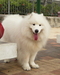 รูปย่อ  ขายสุนัขพันธ์ซามอยด์ตัวผุ้อายุ8เดือน  เกรดคุณภาพสวยๆๆ น่ารัก (Samoyed pupies For sale) รูปที่4