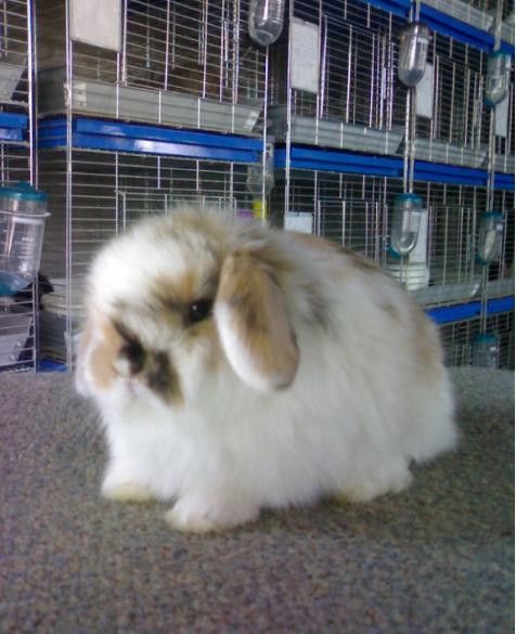 จำหน่ายกระต่ายสายพันธุ์ Netherland Dwarf และ Holland Lop  รูปที่ 2