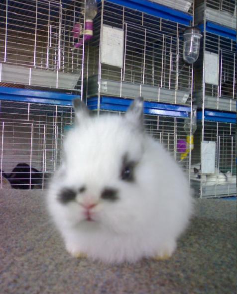 จำหน่ายกระต่ายสายพันธุ์ Netherland Dwarf และ Holland Lop  รูปที่ 6