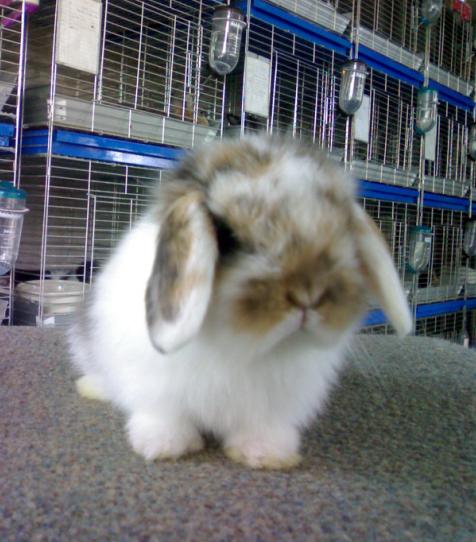 จำหน่ายกระต่ายสายพันธุ์ Netherland Dwarf และ Holland Lop  รูปที่ 5