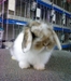 รูปย่อ จำหน่ายกระต่ายสายพันธุ์ Netherland Dwarf และ Holland Lop  รูปที่5