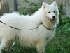รูปย่อ  ขายสุนัขพันธ์ซามอยด์ตัวผุ้อายุ8เดือน  เกรดคุณภาพสวยๆๆ น่ารัก (Samoyed pupies For sale) รูปที่2