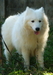 รูปย่อ  ขายสุนัขพันธ์ซามอยด์ตัวผุ้อายุ8เดือน  เกรดคุณภาพสวยๆๆ น่ารัก (Samoyed pupies For sale) รูปที่3