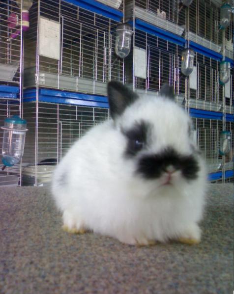 จำหน่ายกระต่ายสายพันธุ์ Netherland Dwarf และ Holland Lop  รูปที่ 7