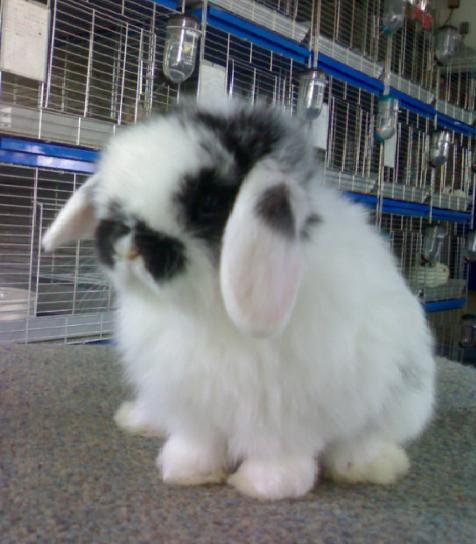 จำหน่ายกระต่ายสายพันธุ์ Netherland Dwarf และ Holland Lop  รูปที่ 3