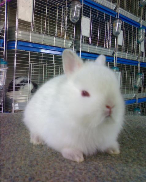 จำหน่ายกระต่ายสายพันธุ์ Netherland Dwarf และ Holland Lop  รูปที่ 4