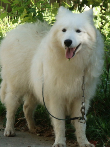  ขายสุนัขพันธ์ซามอยด์ตัวผุ้อายุ8เดือน  เกรดคุณภาพสวยๆๆ น่ารัก (Samoyed pupies For sale) รูปที่ 1