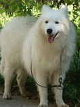  ขายสุนัขพันธ์ซามอยด์ตัวผุ้อายุ8เดือน  เกรดคุณภาพสวยๆๆ น่ารัก (Samoyed pupies For sale)