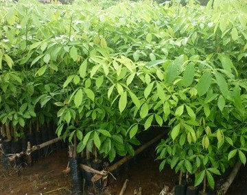 จำหน่ายยางพาราพันธุ์ RPIM600 จากนครศรีฯ สำหรับปลูกต้นฝน 54 นี้ ราคาถูก รูปที่ 1
