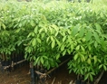 จำหน่ายยางพาราพันธุ์ RPIM600 จากนครศรีฯ สำหรับปลูกต้นฝน 54 นี้ ราคาถูก