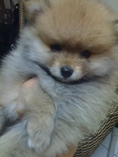 ขาย ลูกปอม สายอเมริกาพันธ์แท้ 100% เพศผู้  เไซส์เล็กอายุ 2 เดือนราคา 8990 ยกกรง