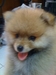 รูปย่อ ขาย ลูกปอม สายอเมริกาพันธ์แท้ 100% เพศผู้  เไซส์เล็กอายุ 2 เดือนราคา 8990 ยกกรง รูปที่2