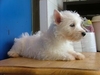 รูปย่อ PUPPY  WESTIE  FOR  SALE รูปที่2