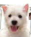 รูปย่อ PUPPY  WESTIE  FOR  SALE รูปที่4