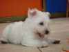 รูปย่อ PUPPY  WESTIE  FOR  SALE รูปที่6