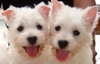 รูปย่อ PUPPY  WESTIE  FOR  SALE รูปที่5