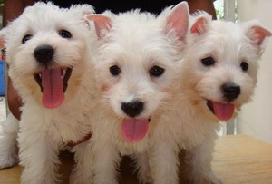 PUPPY  WESTIE  FOR  SALE รูปที่ 1