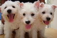 PUPPY  WESTIE  FOR  SALE