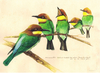 รูปย่อ  Watercolor Painting ภาพวาดสีน้ำ/Art print นกในเมืองไทยขนาด A4= 60 .บ  รูปที่6