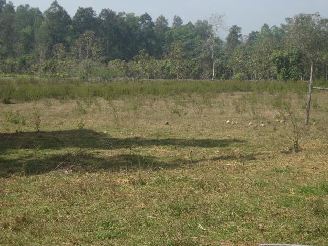 ที่ดิน 25 ไร่ อ.สันกำแพง(Land 25 rai, San Kamphaeng)  รูปที่ 5