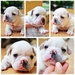 รูปย่อ The StromRage FrenchBulldog เฟรนซ์สายพันธุ์ดี เปิดให้จองค่ะ รูปที่2