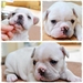 รูปย่อ The StromRage FrenchBulldog เฟรนซ์สายพันธุ์ดี เปิดให้จองค่ะ รูปที่3