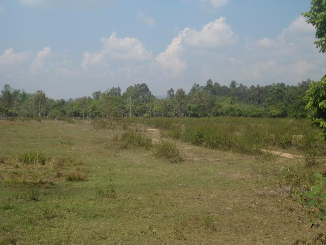 ที่ดิน 25 ไร่ อ.สันกำแพง(Land 25 rai, San Kamphaeng)  รูปที่ 3