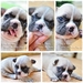 รูปย่อ The StromRage FrenchBulldog เฟรนซ์สายพันธุ์ดี เปิดให้จองค่ะ รูปที่5