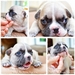 รูปย่อ The StromRage FrenchBulldog เฟรนซ์สายพันธุ์ดี เปิดให้จองค่ะ รูปที่4