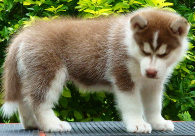 Male Copper Siberian wolly  เปิดรับจองไซบีเรียน ตัวผู้ coper ขนยาว wolly น้องหมีน้อยสุดหล่อ น่ารักสุดๆๆ รูปที่ 1