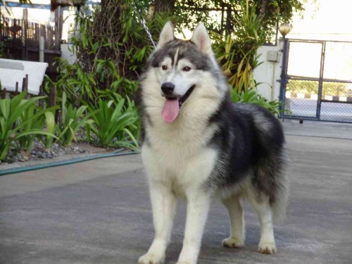 ลูกไซบีเรียนพ่อแม่นำเข้าจากอเมริกาและเป็นไทยแชมป์ราคาถูกจากคอกhuggyhusky รูปที่ 1