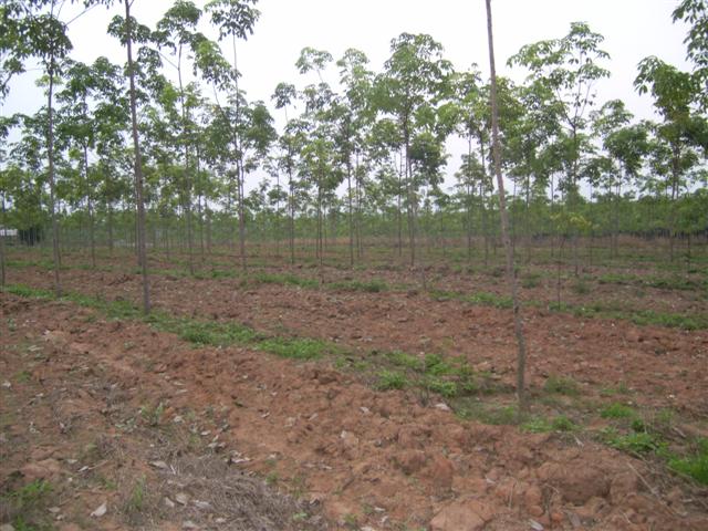 สวนยางโฉนด 36 ไร่พะเยา(Plot 36 rai of rubber plantations Phayao)  รูปที่ 5