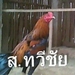 รูปย่อ ตลาดซื้อขายไก่ชน ออนไลน์ ส.ทวีชัย แพร่ รูปที่1