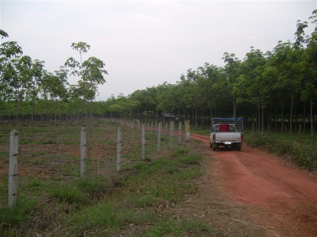 สวนยางโฉนด 36 ไร่พะเยา(Plot 36 rai of rubber plantations Phayao)  รูปที่ 1
