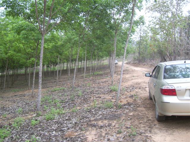 สวนยางพะเยา 33 ไร่(เปิดแล้ว)(Phayao, rubber 33 Rai.Opening) รูปที่ 4